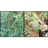 Zahradnické vázací kleště SPX pro vyvazování tažňů vinné révy a rostlin